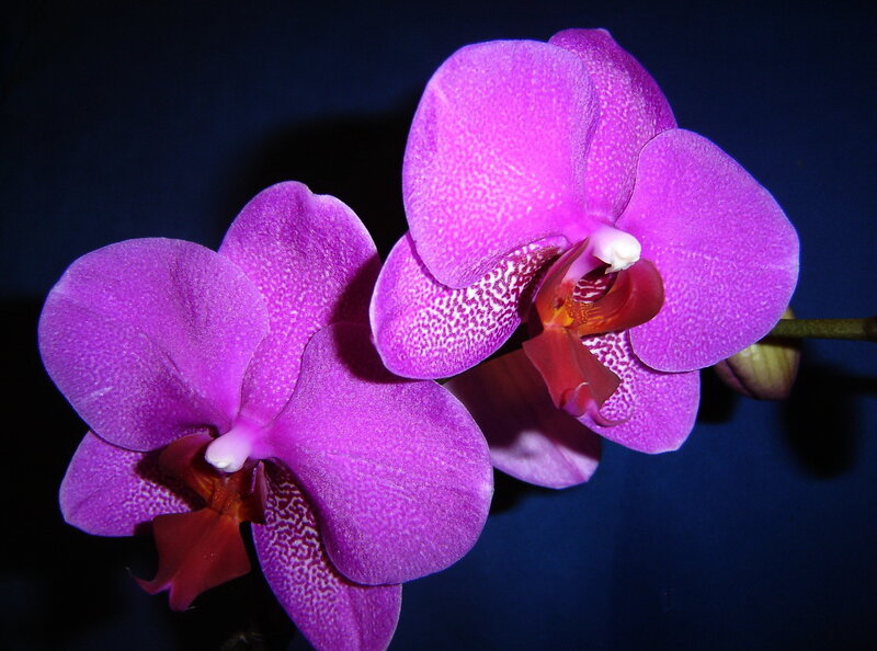 Purple orchid flowers