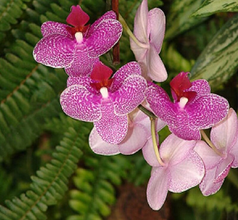 purple orchid flowers