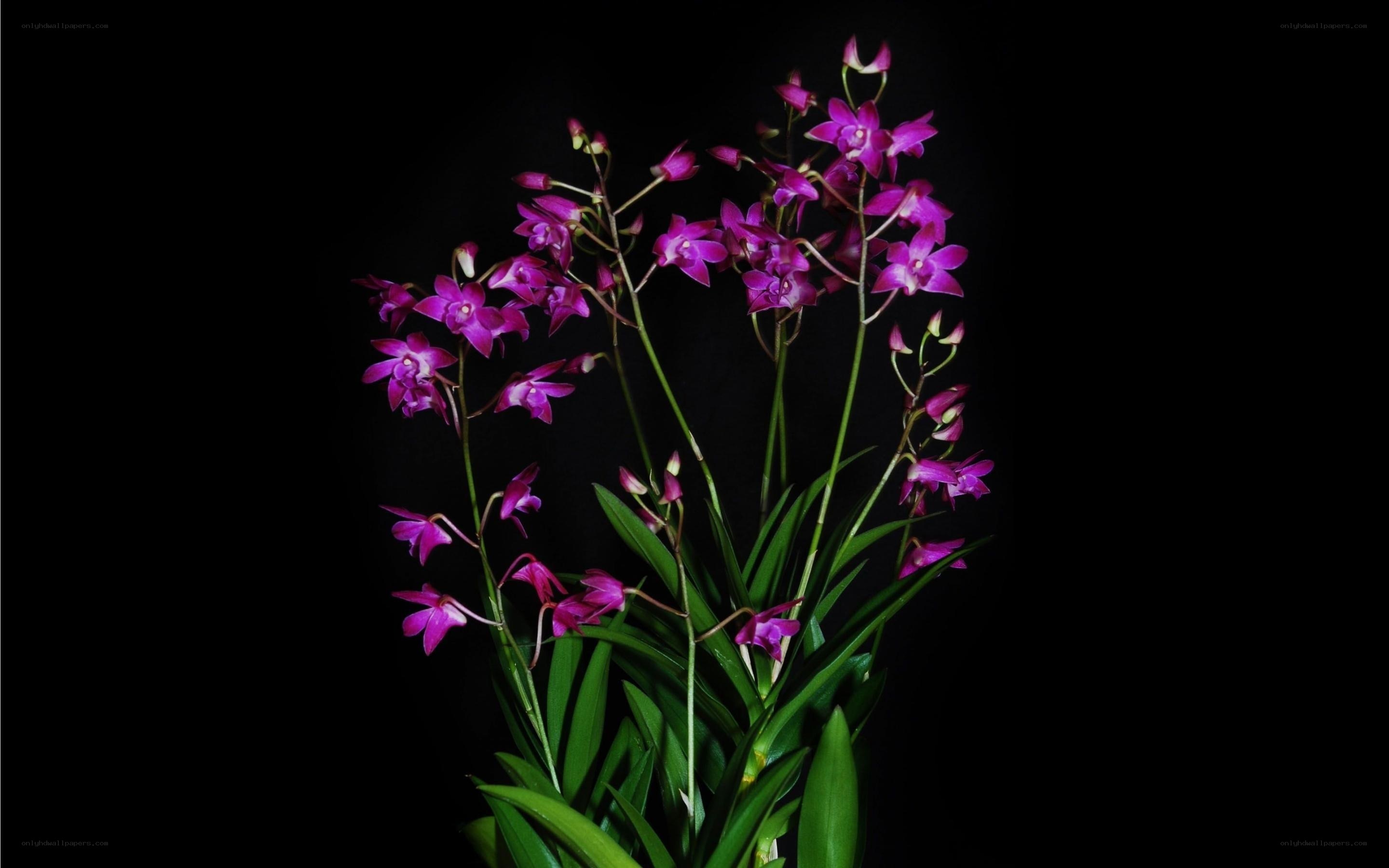 Purple orchid flowers