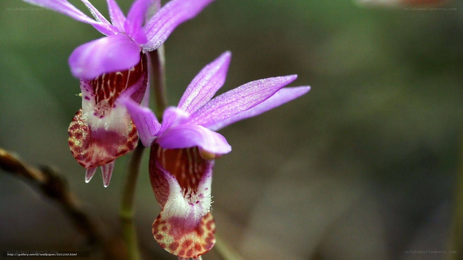 purple orchid flowers