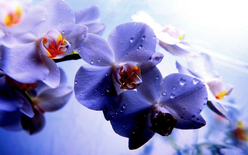 Purple Orchid Flowers — Blue