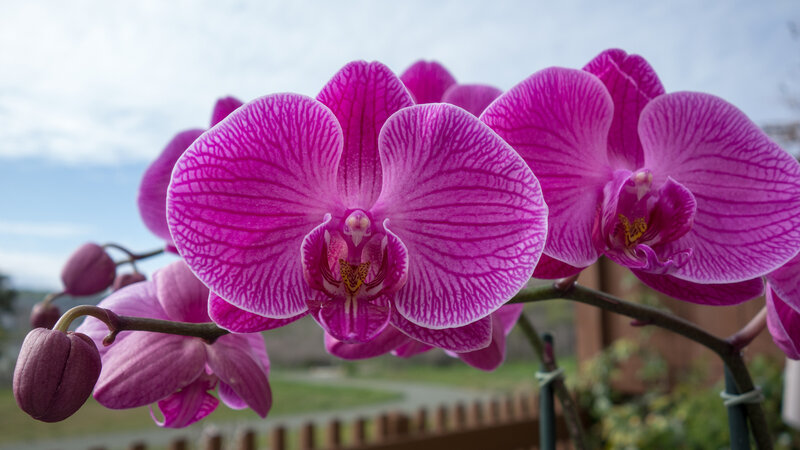 Purple Orchid Flowers — Calm, Afternoon, Photograph, Buds