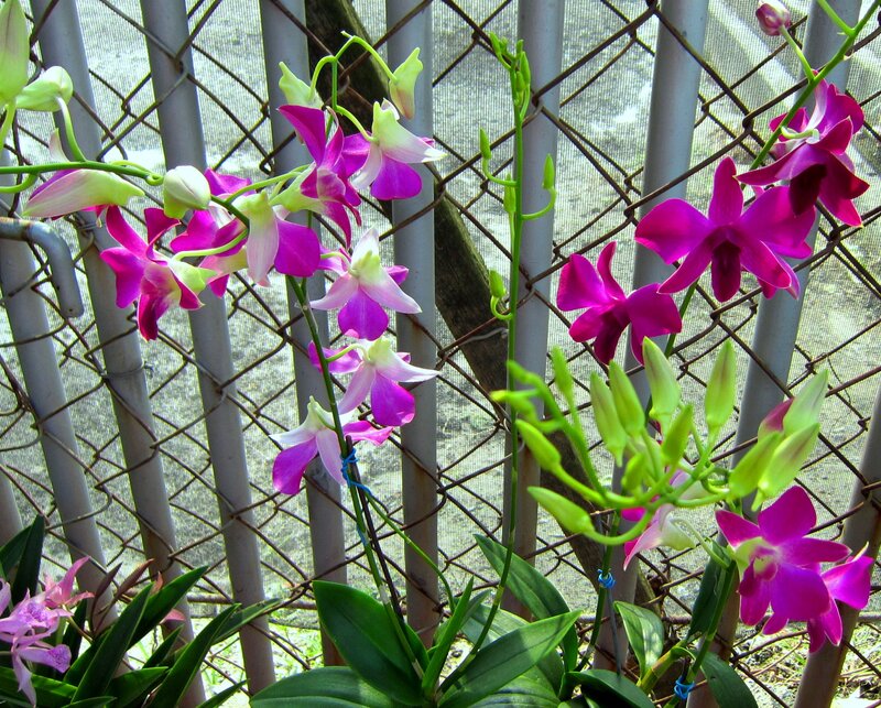 Purple Orchid Flowers — Calm, Afternoon, Photograph, Green Leaves, Fence