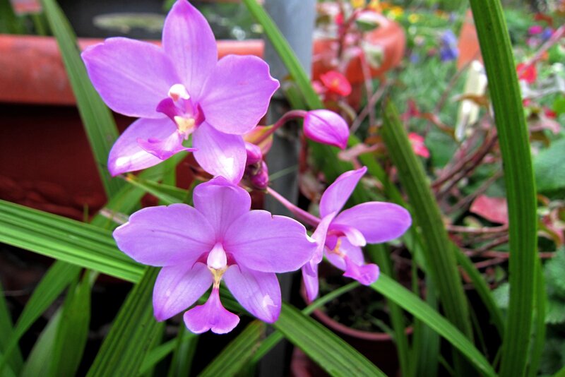 Purple Orchid Flowers — Calm, Afternoon, Photograph, Green Leaves, Flower Pots, Buds