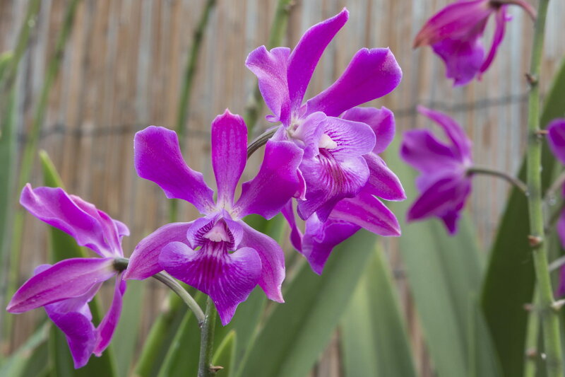 Purple Orchid Flowers — Calm, Afternoon, Photograph, Green Stems