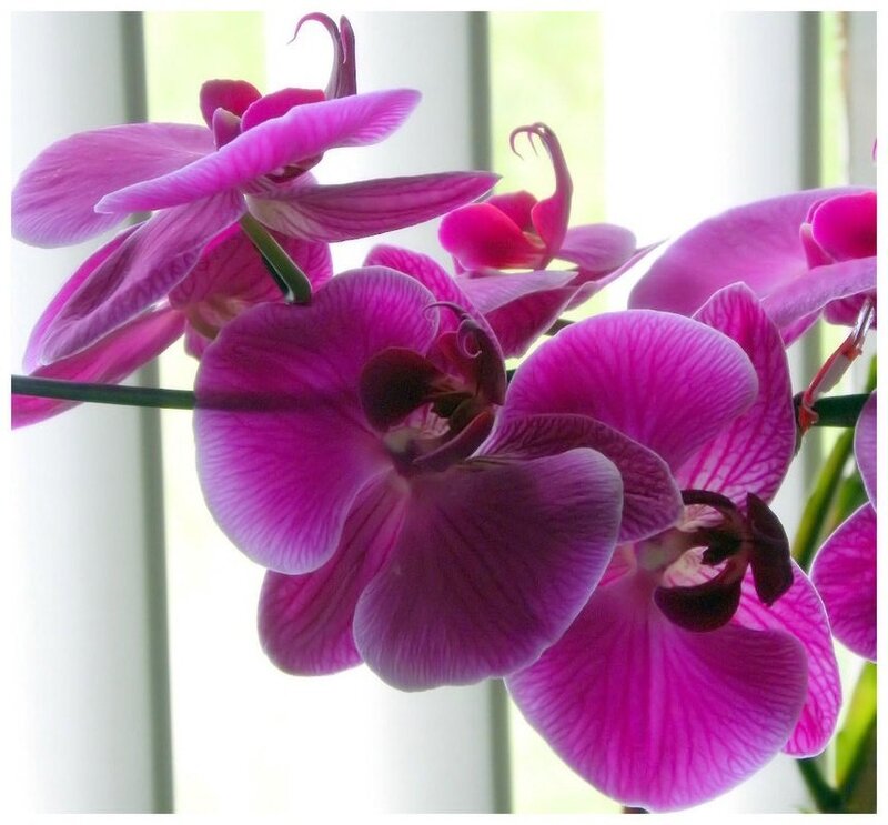 Purple Orchid Flowers — Calm, Afternoon, Photograph