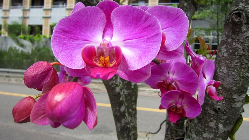 Purple Orchid Flowers — Calm, Afternoon, Photograph, Tree Trunk, Road