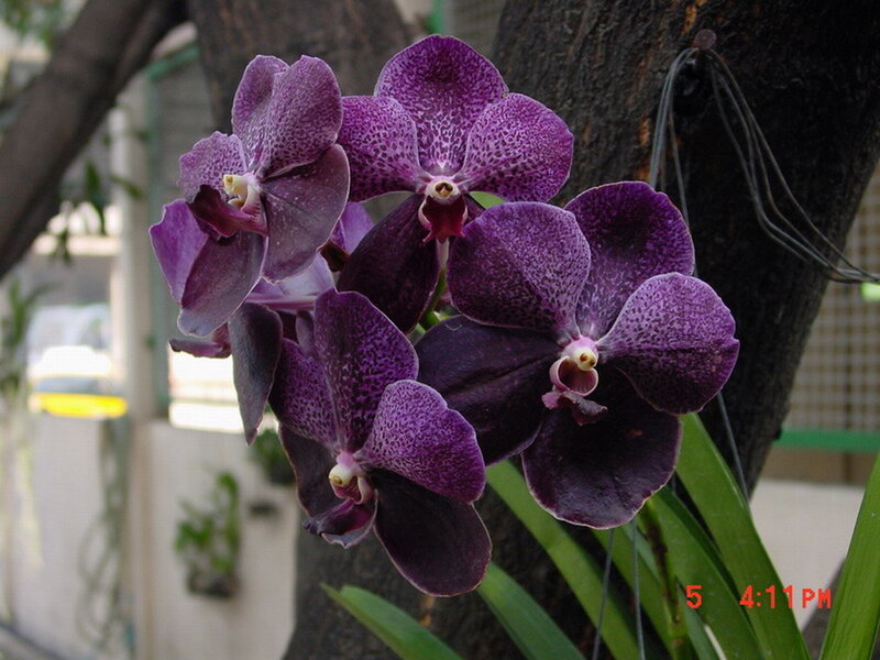 Purple Orchid Flowers — Calm, Afternoon, Photograph, Tree Trunk
