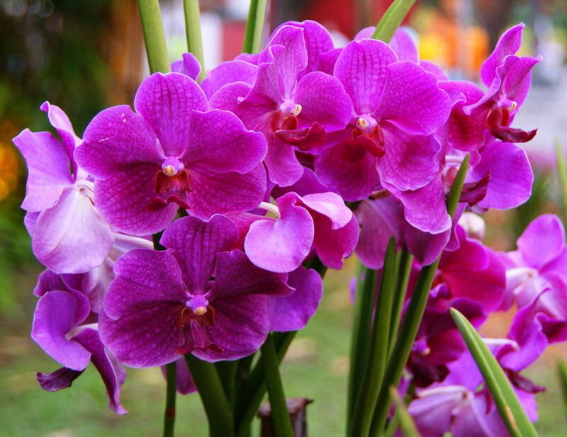 Purple Orchid Flowers — Calm, Afternoon