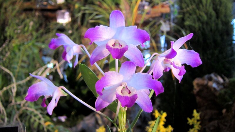 Purple Orchid Flowers — Calm, Night