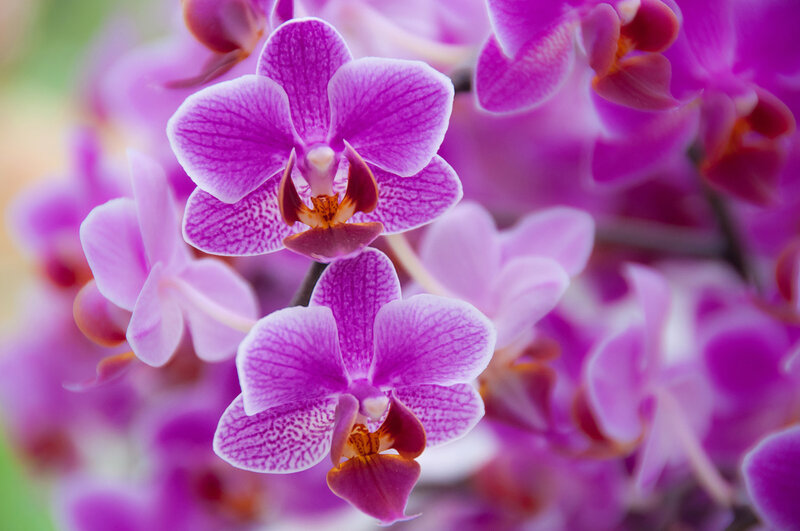 Purple Orchid Flowers — Calm, Photograph, Bloom