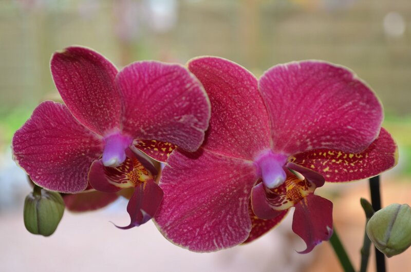Purple Orchid Flowers — Calm, Photograph, Buds, Petals