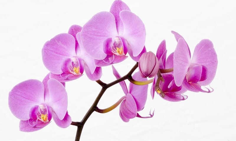Purple Orchid Flowers — Calm, Photograph, Flower, Bloom