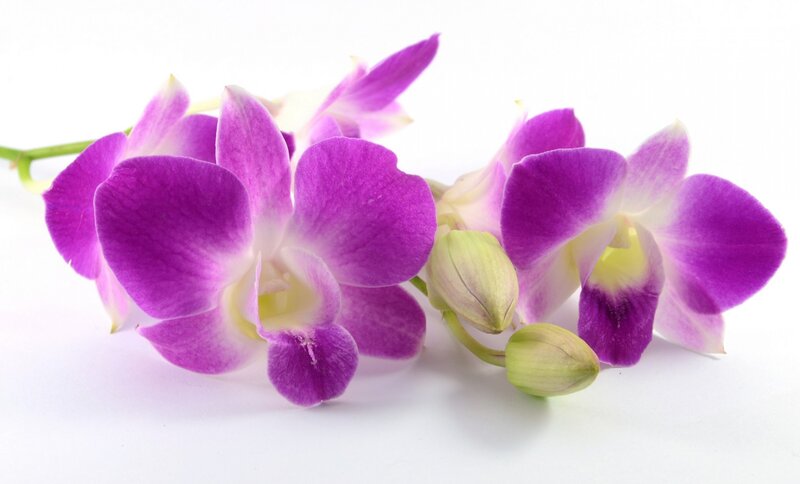 Purple Orchid Flowers — Calm, Photograph, Flower, Bud, Stem