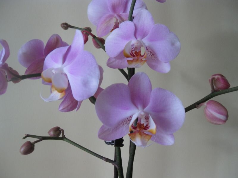 Purple Orchid Flowers — Calm, Photograph, Flower Buds