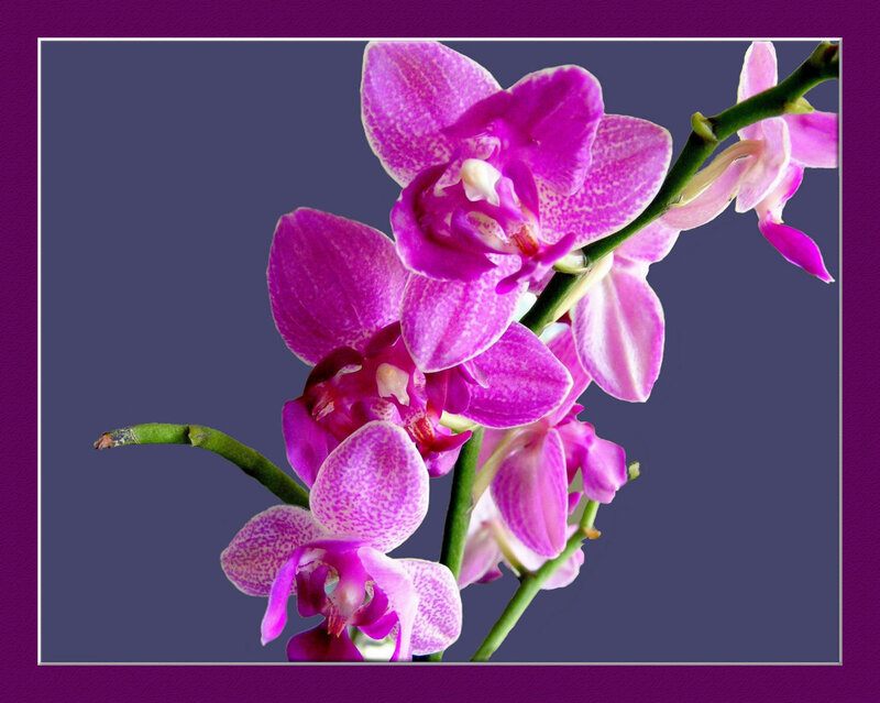 Purple Orchid Flowers — Calm, Photograph, Flower, Stem, Background