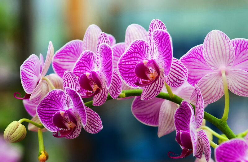 Purple Orchid Flowers — Calm, Photograph, Flower, Stem, Bud