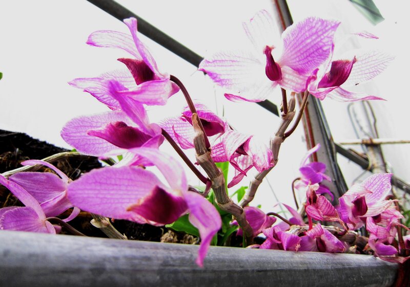 Purple Orchid Flowers — Calm, Photograph, Flower, Stem, Pot