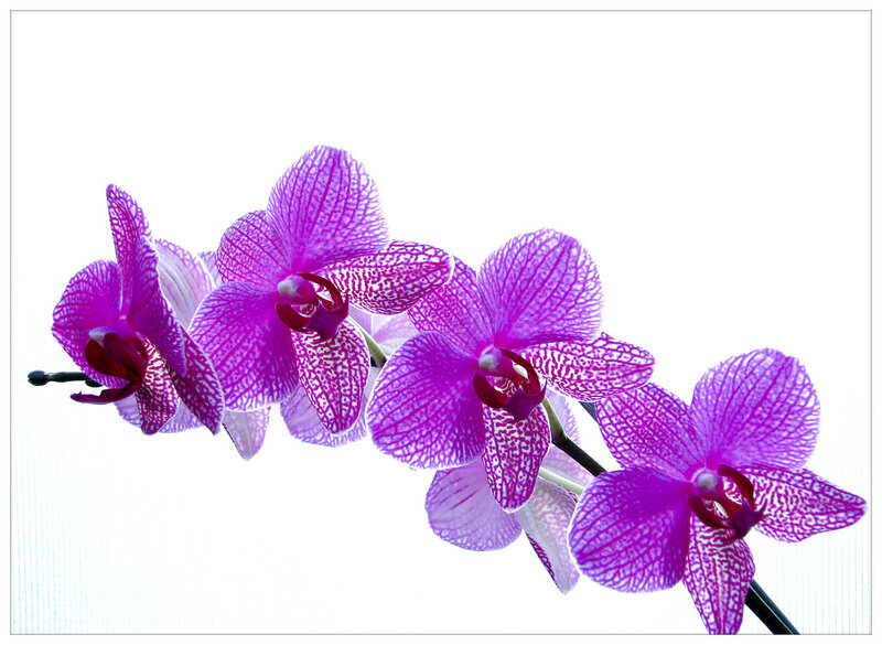 Purple Orchid Flowers — Calm, Photograph, Flower, Stem