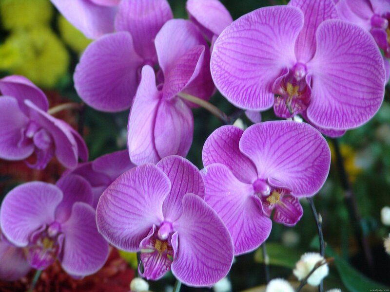 Purple Orchid Flowers — Calm, Photograph, Greenery