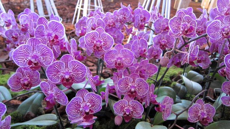 Purple Orchid Flowers — Calm, Photograph, Leaves, Moss