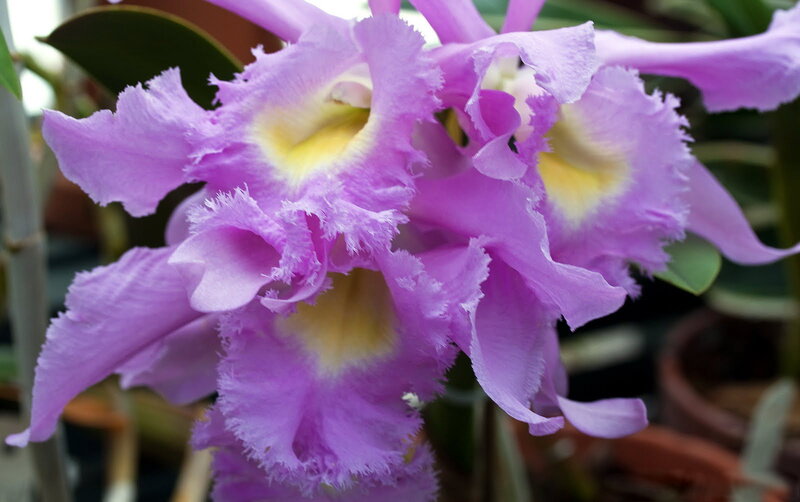 Purple Orchid Flowers — Calm, Photograph, Leaves, Pot