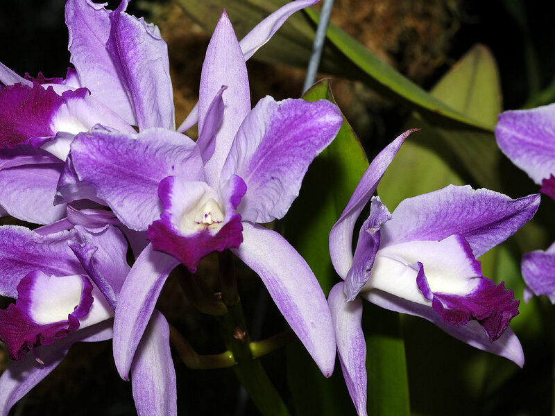 Purple Orchid Flowers — Calm, Photograph, Leaves