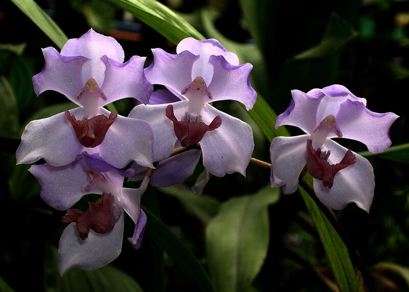 Purple Orchid Flowers — Calm, Photograph, Leaves, White