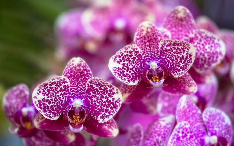 Purple Orchid Flowers — Calm, Photograph, Petals, Greenery