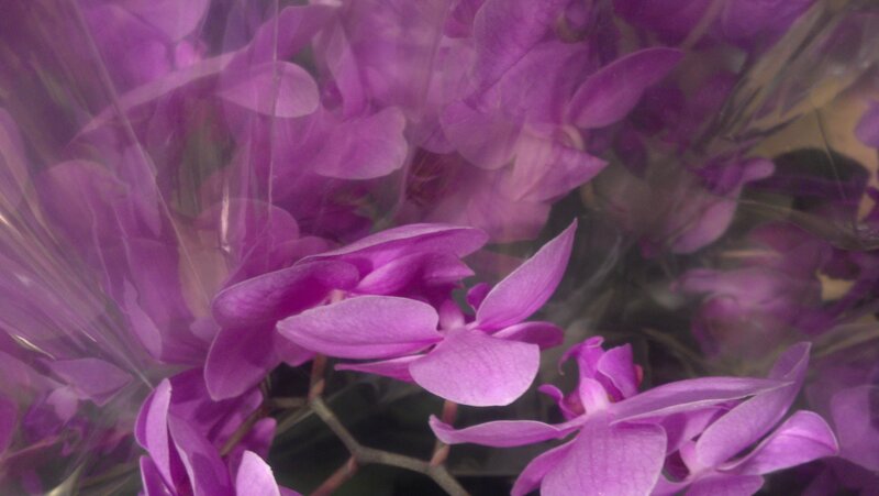 Purple Orchid Flowers — Calm, Photograph, Plastic Wrap