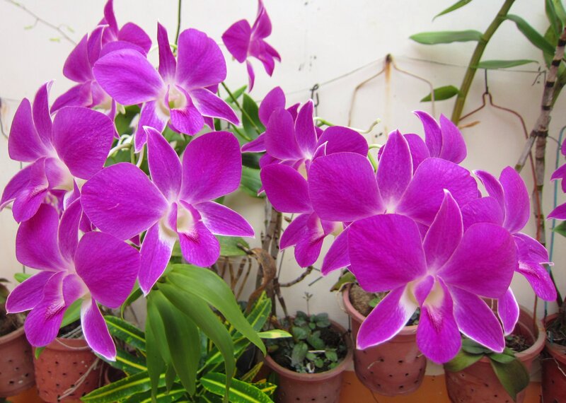 Purple Orchid Flowers — Calm, Photograph, Potted Plants