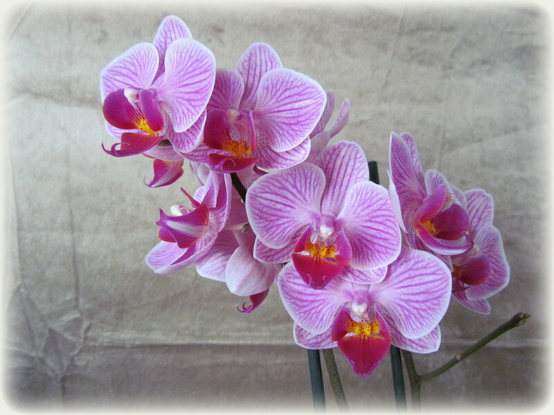 Purple Orchid Flowers — Calm, Photograph, Stem, Background