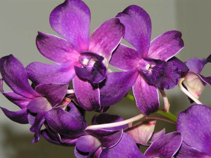 Purple Orchid Flowers — Calm, Photograph, Stem, Bloom