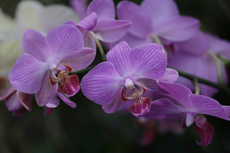 Purple Orchid Flowers — Calm, Photograph, Stem, Petals