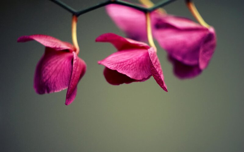 Purple Orchid Flowers — Calm, Photograph, Stem