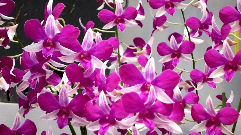 Purple Orchid Flowers — Calm, Photograph, Stems, Leaves
