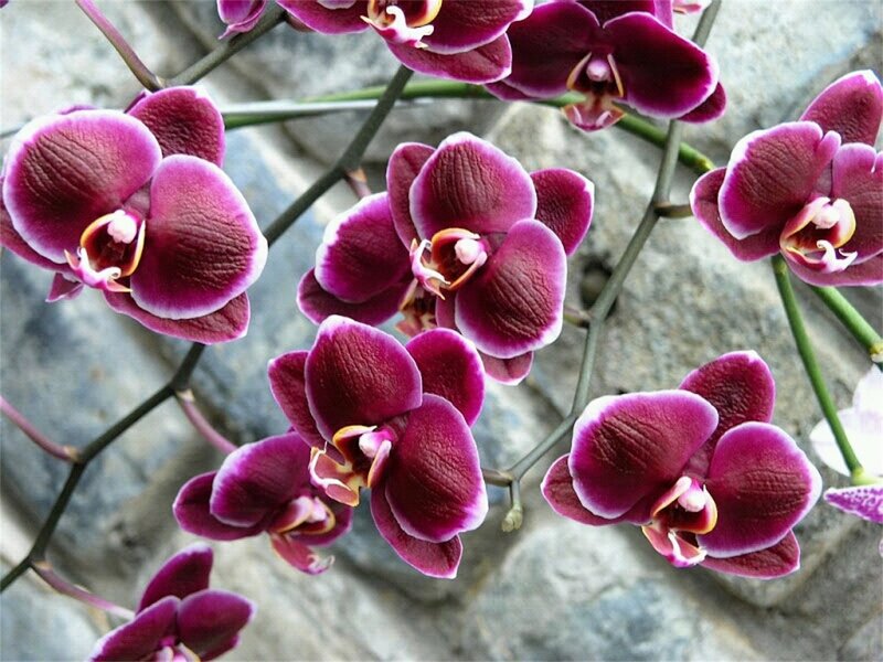 Purple Orchid Flowers — Calm, Photograph, Stems, Rock