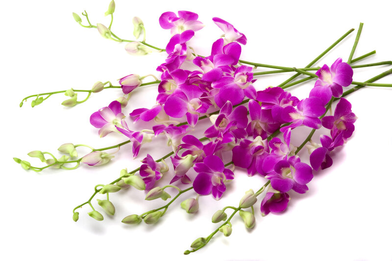 Purple Orchid Flowers — Calm, Photograph, Stems