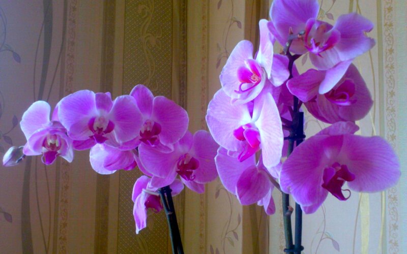 Purple Orchid Flowers — Calm, Photograph, Stems, Wallpaper
