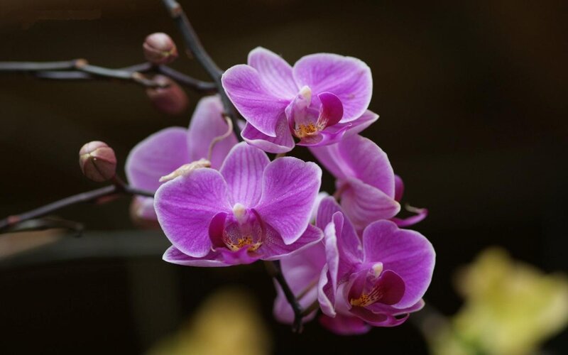 Purple Orchid Flowers — Calm, Photograph