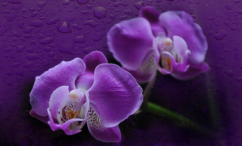 Purple Orchid Flowers — Calm, Photograph, Water Droplets