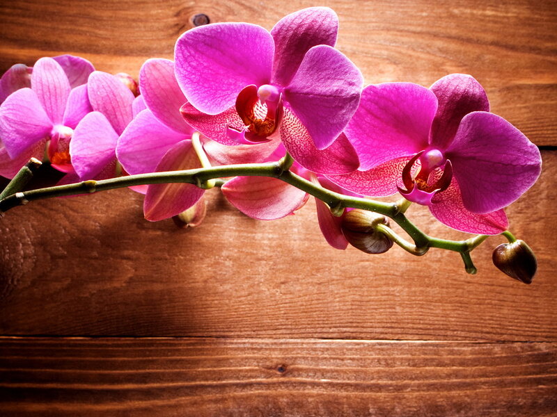 Purple Orchid Flowers — Calm, Photograph, Wooden Surface