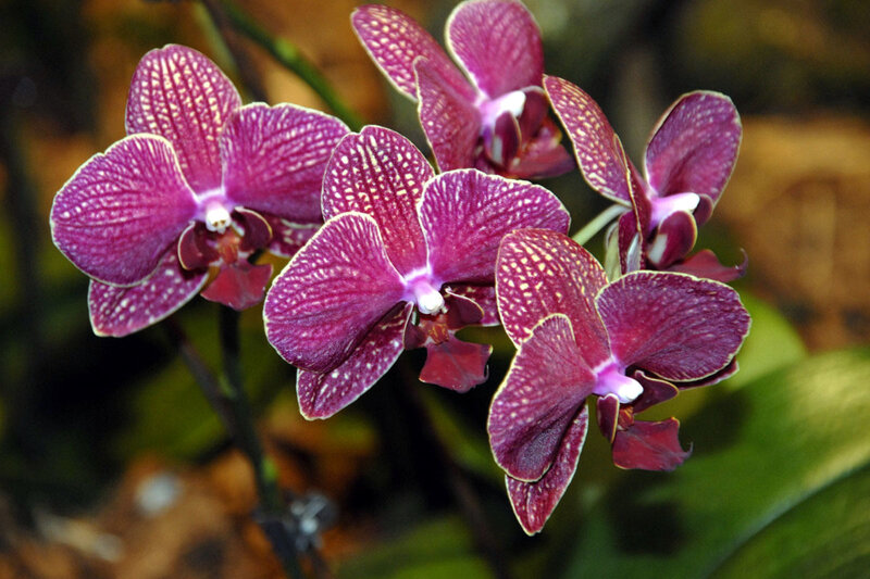 Purple Orchid Flowers — Calm
