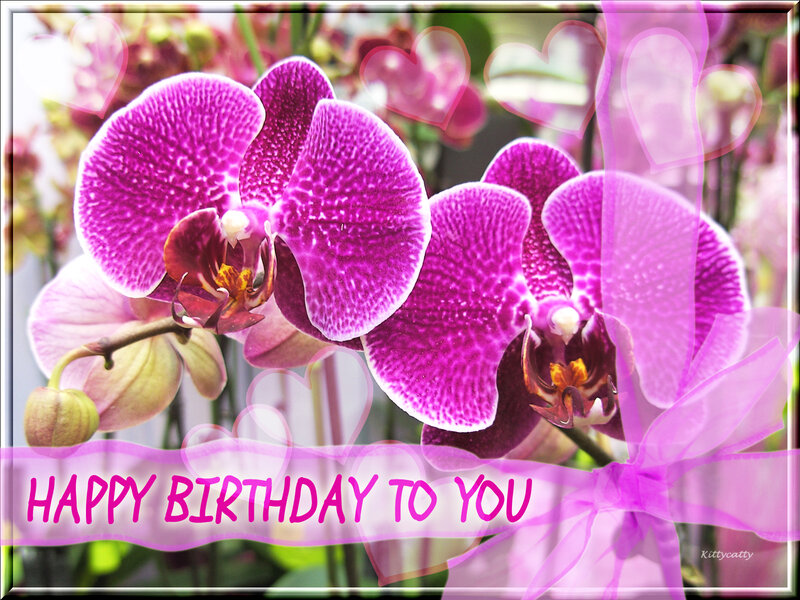 Purple Orchid Flowers — Celebratory