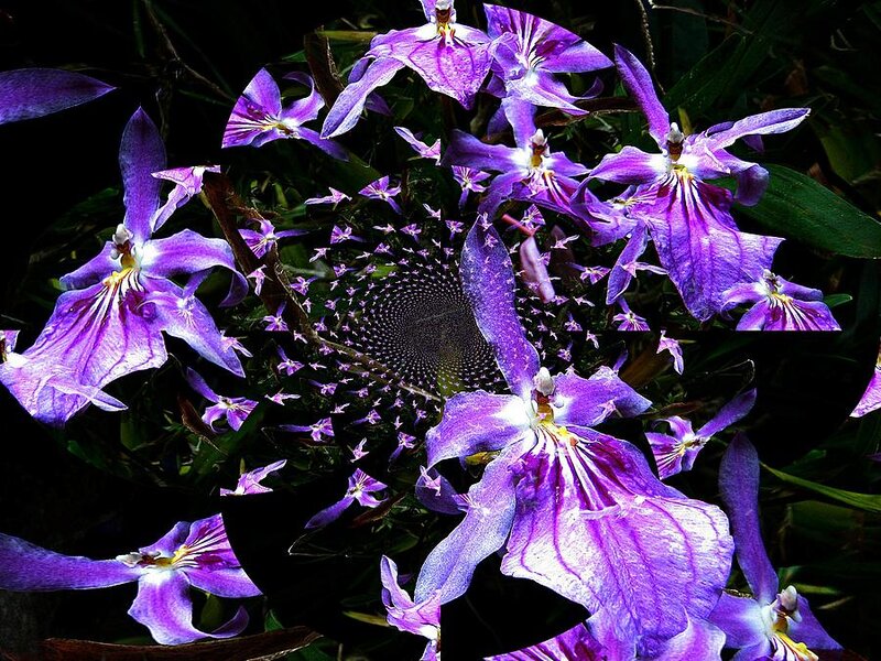 Purple Orchid Flowers — Dramatic, Digital Art