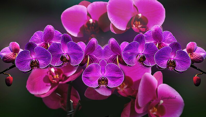 Purple Orchid Flowers — Dramatic, Photograph, Buds, Stem