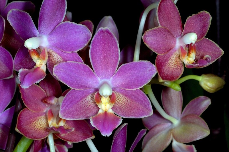 Purple Orchid Flowers — Dramatic, Photograph, Buds, Stems