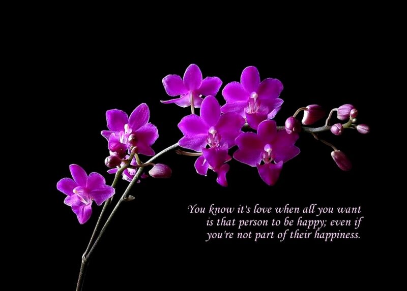 Purple Orchid Flowers — Dramatic, Photograph, Buds, Text