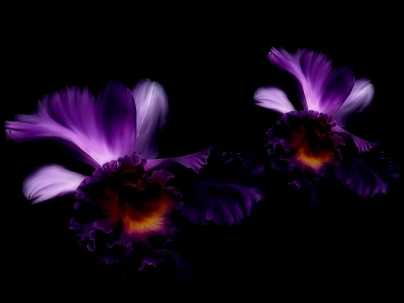 Purple Orchid Flowers — Dramatic, Photograph, Dark Background