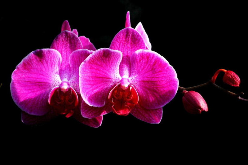 Purple Orchid Flowers — Dramatic, Photograph, Flower Buds, Stem, Black